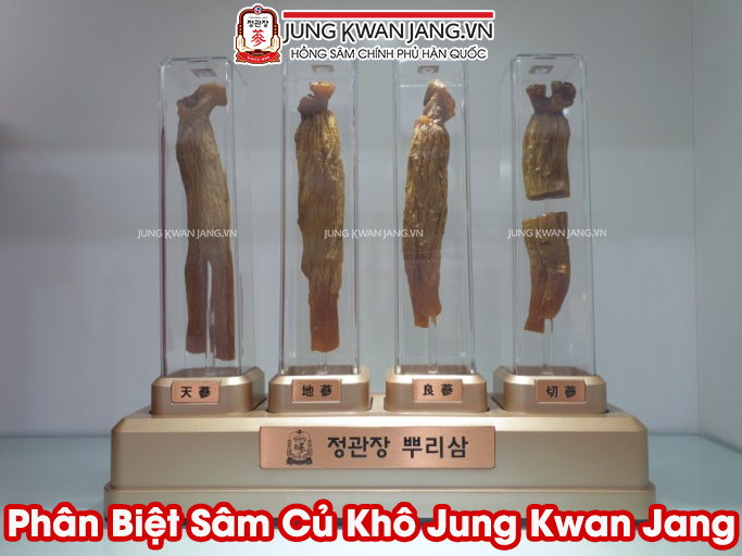 Minh hoạ Thiên Sâm so với Địa Sâm và Lương Sâm – hướng dẫn phân biệt chi tiết cho người mới