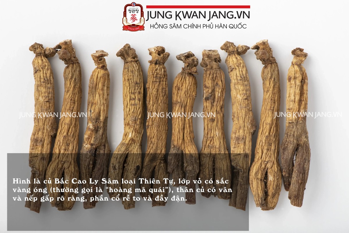 Hướng dẫn chi tiết nhận biết nhân sâm tươi, nhân sâm khô và nhân sâm đỏ