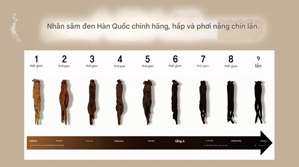 Hắc sâm được hấp chín 9 lần và phơi khô 9 lần lặp đi lặp lại.