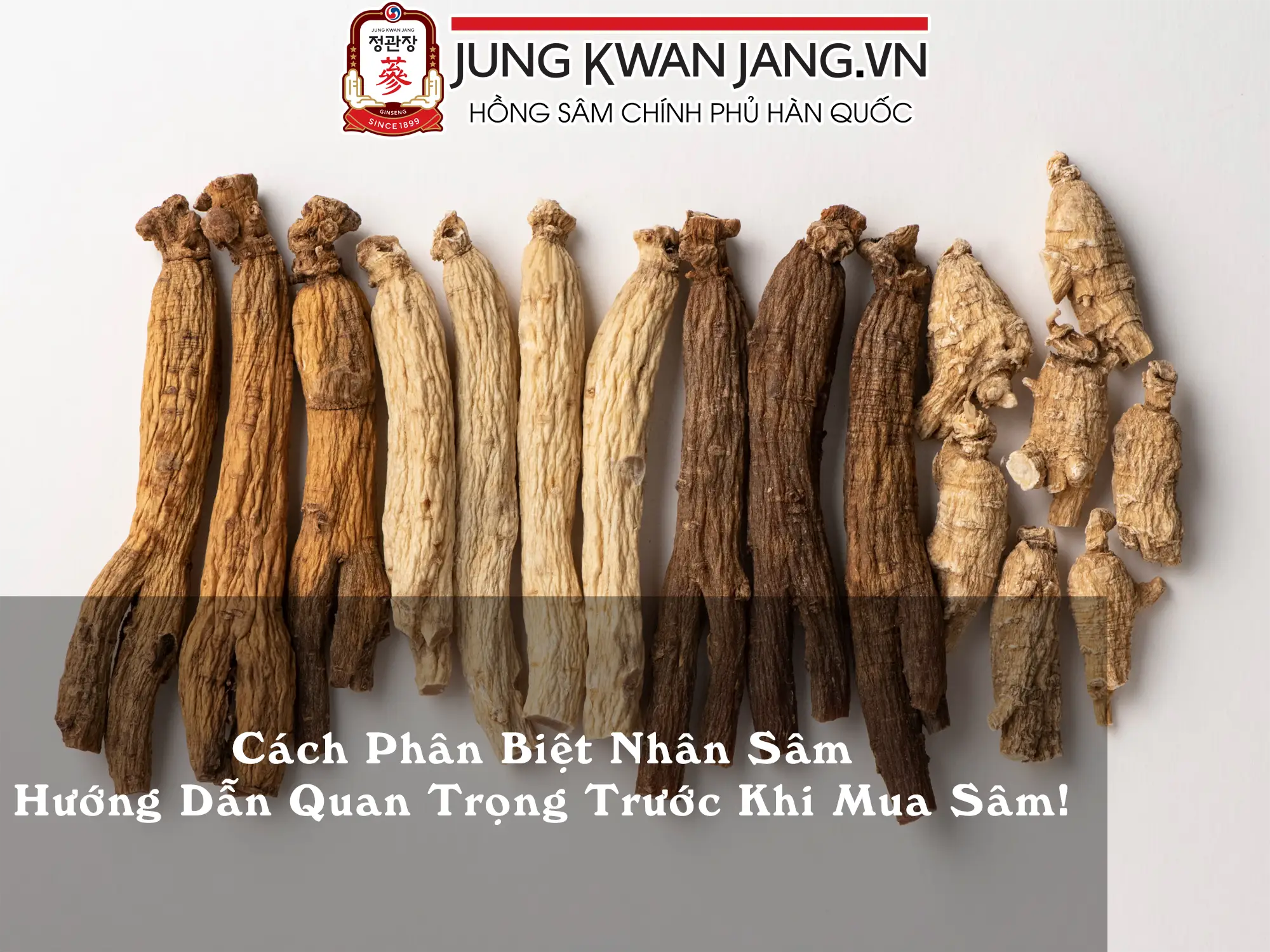 Cách Phân Biệt Nhân Sâm – Hướng Dẫn Quan Trọng Trước Khi Mua Sâm!