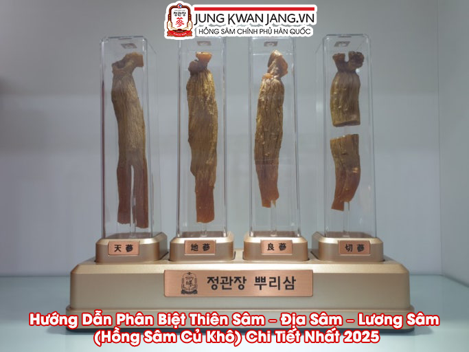 Hướng Dẫn Phân Biệt Thiên Sâm – Địa Sâm – Lương Sâm (Hồng Sâm Củ Khô) Chi Tiết Nhất 2025