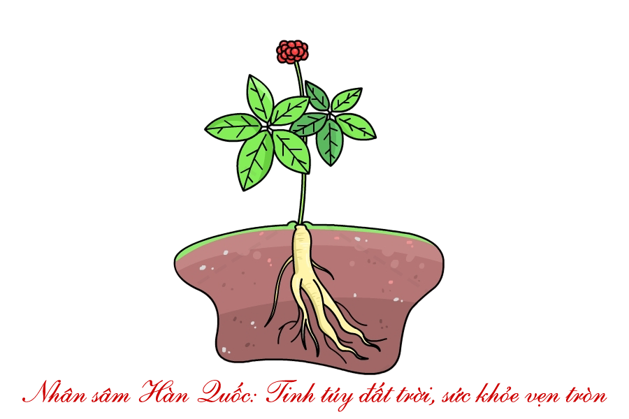 banner nhân sâm hàn quốc jung kwan jang